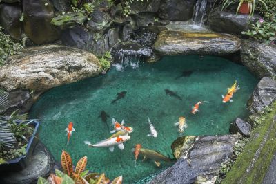 Improves water clarity