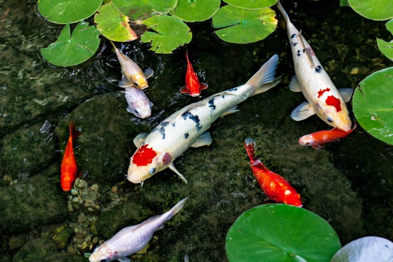 Koi Pond Cleaning