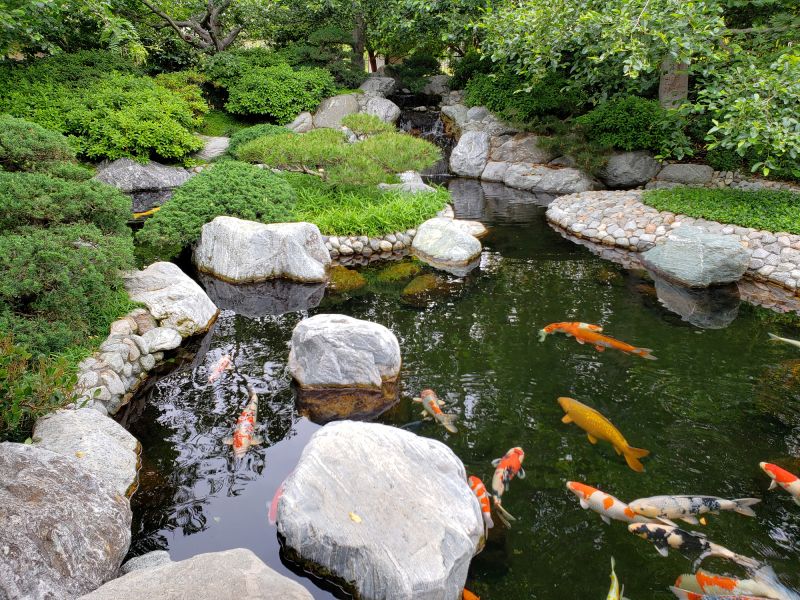 Koi Pond Cleaning