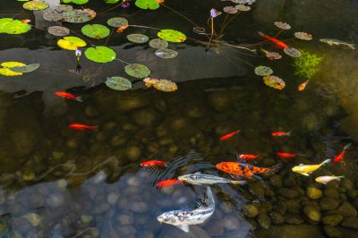 Koi Pond Cleaning